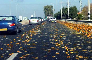 צילום מתוך רכב בדרך רחבה: הכביש מכוסה בשכבה של פרי הדר כתום מעוך, ומכוניות נוסעות לפנינו. עמודי תאורה ועצים ברקע.
